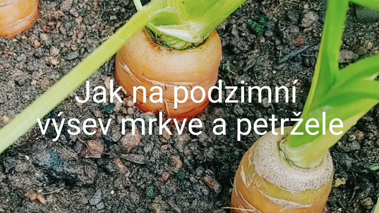 Jak na podzimní výsev mrkve a petržele