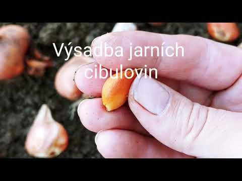 Jak na výsadbu jarních cibulovin