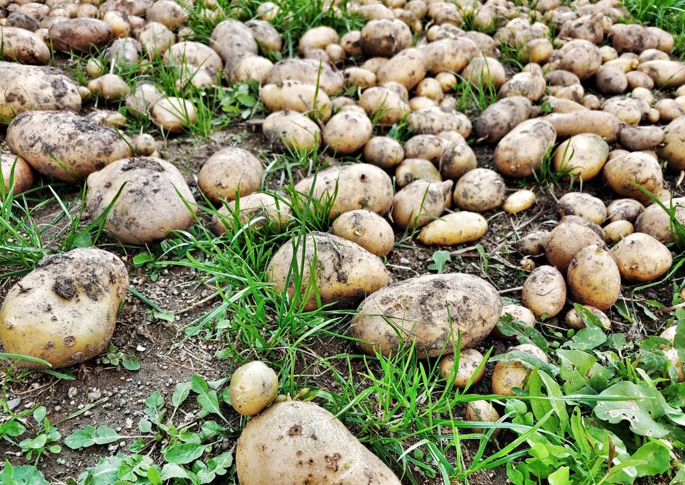 jak vypestovat brambory v trave