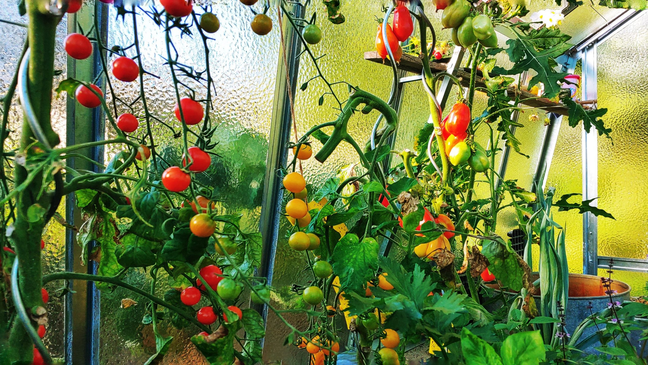 Jaké odrůdy rajčat do skleníku?